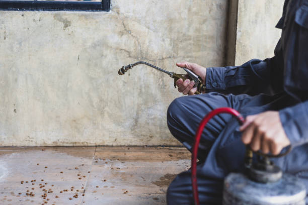 Best Wasp Removal Services  in North Edwards, CA